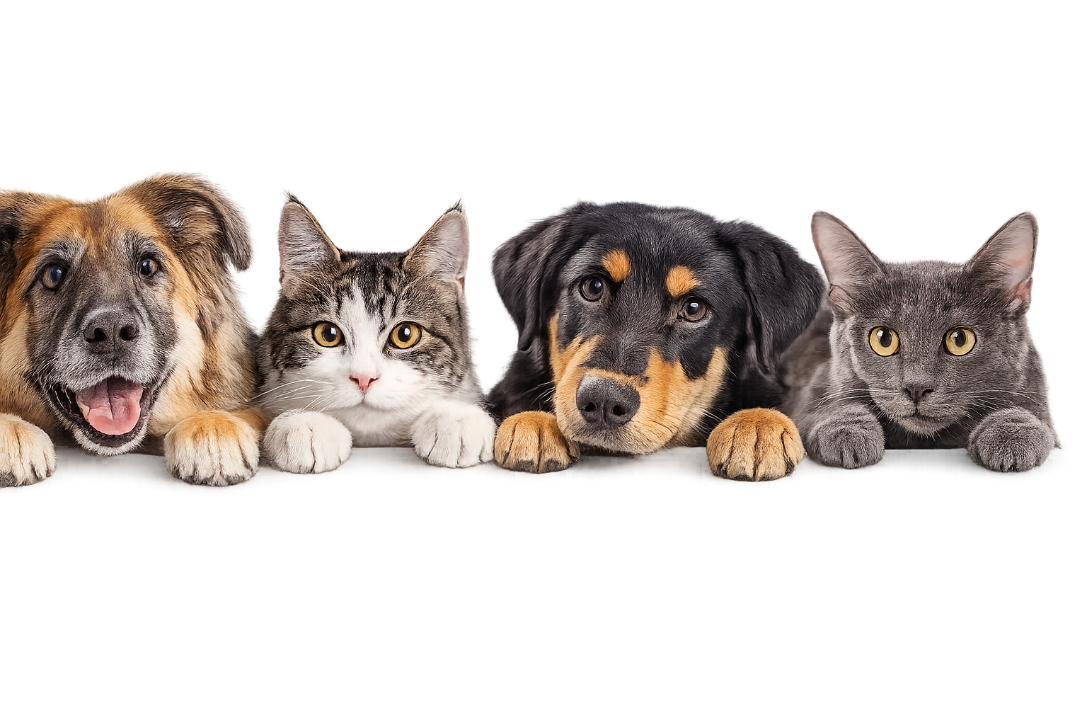 Viajar con perro en coche de forma segura y legal en España
